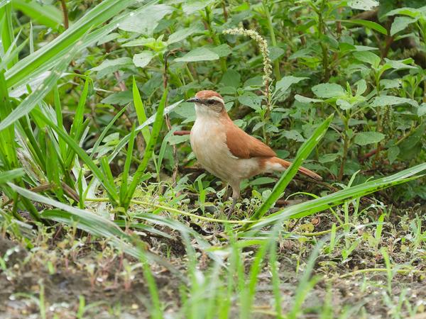 Witbandovenvogel (Furnarius figulus)
